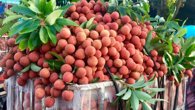 Nông trại đồng hành cùng Wingroup